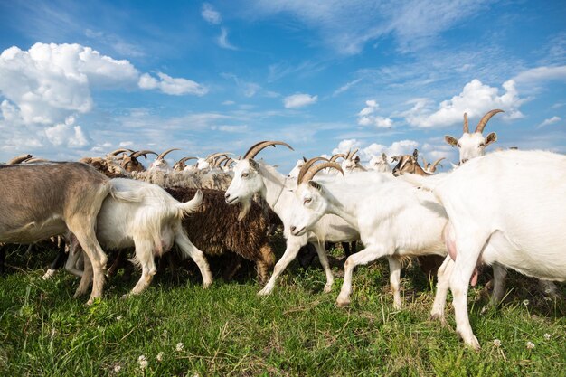 Cabras em um pasto