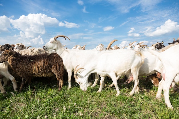 Cabras em um pasto