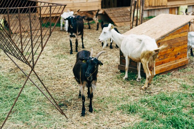 Cabras em uma fazenda de cabras, um galpão de madeira no quintal da fazenda