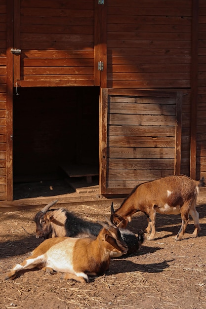 cabras em uma fazenda lá fora. foto de alta qualidade