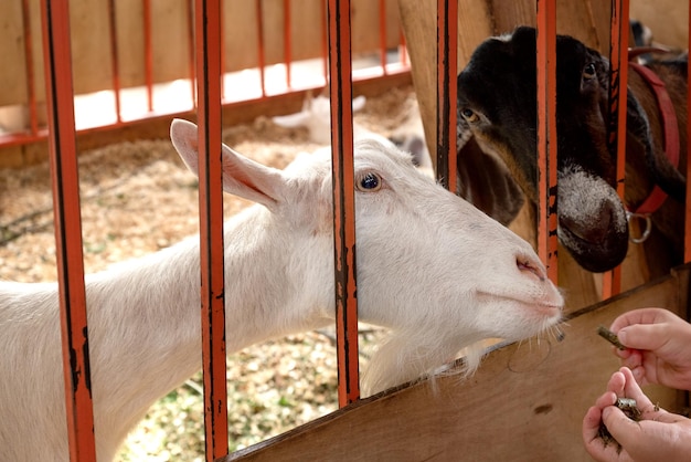 Cabras enfiam cabeças nas grades da cerca do celeiro para obter guloseimas de mãos humanas
