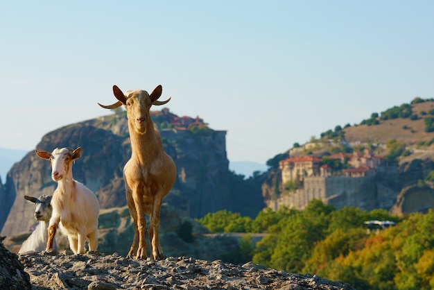 Cabras gregas vagam por Meteora com os mosteiros à distância