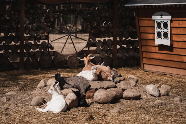 Cabras en una hermosa jaula al aire libre en la calle en tiempo soleado