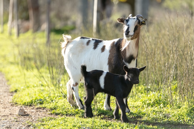 Cabras en hierbas con