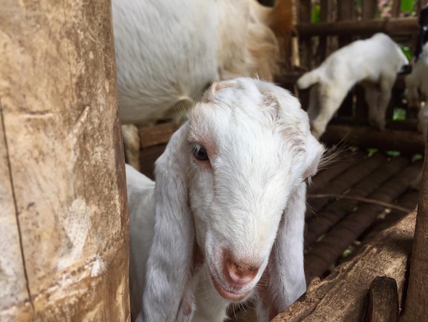 Cabras en una jaula que son lindas y se ven saludables