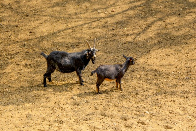 Cabras jóvenes caminando sobre el suelo