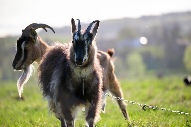 Cabras lecheras domésticas con barba larga y cuernos pastando en pastos verdes en verano Alimentación de ganado en pastizales agrícolas