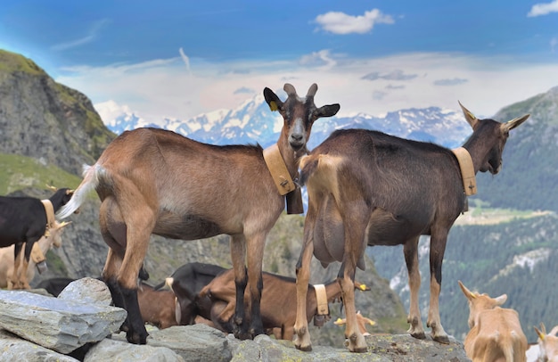 Foto cabras lecheras de pie sobre la roca en la montaña alpina