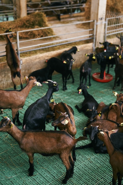 Foto cabras marrones y negras en una granja interior