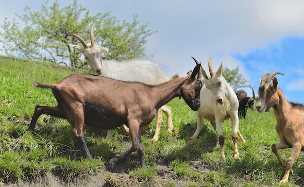 Cabras marrons e brancas estão batendo umas contra as outras. Concorrência. Confronto