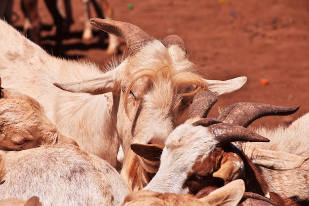 Cabras en el mercado local en África, Moshi