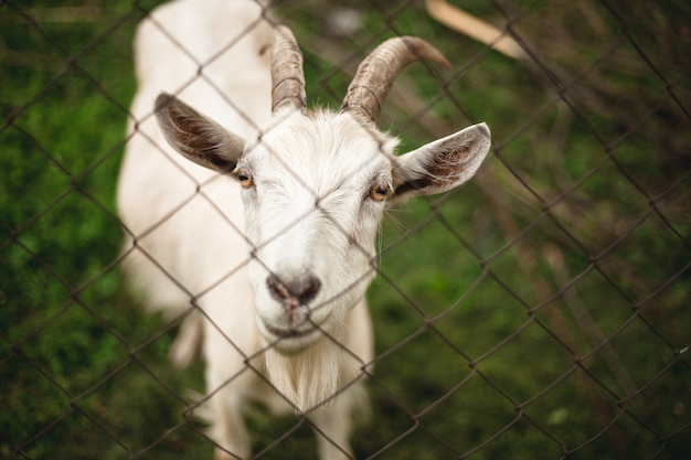 las cabras miran a la camara