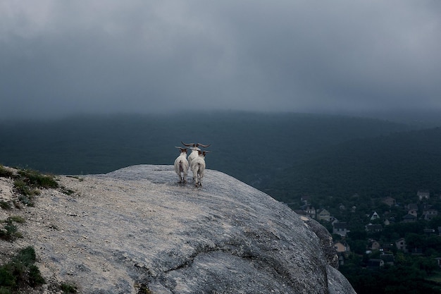 Cabras de montaña en la cima de la montaña