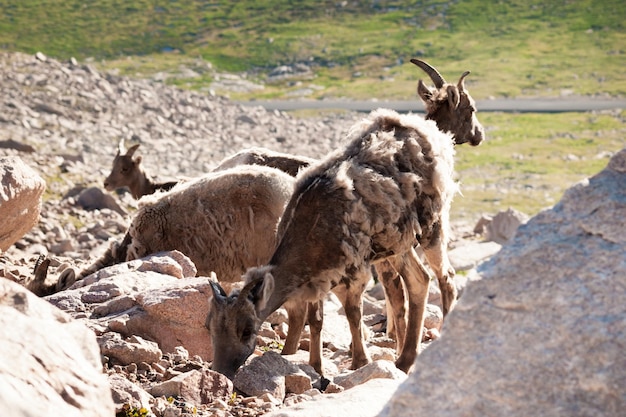 Una cabras de montaña en las Montañas Rocosas de Colorado