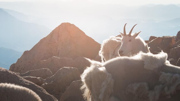 Una cabras de montaña en las Montañas Rocosas de Colorado