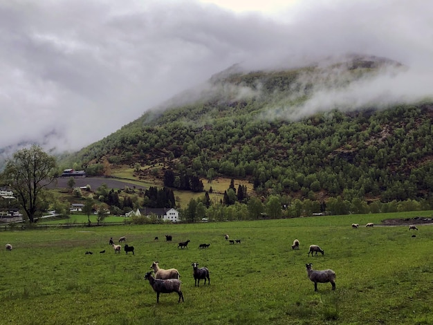 Cabras en las montañas. Agricultura escandinava. Pasto verde con cabras. Animales noruegos en una granja Flam