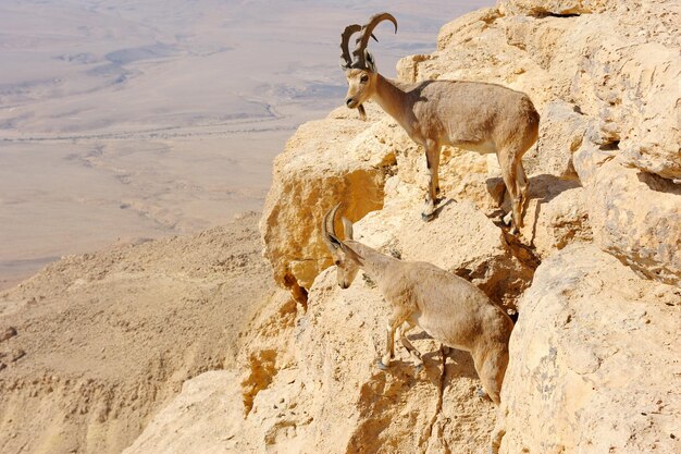 Cabras montesas en el Makhtesh Ramon