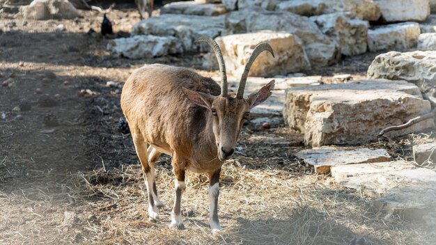 Cabras montesas en el Parque Yarkon. Tel Aviv, Israel.