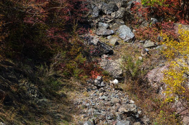 Cabras montesas salvajes en la ladera