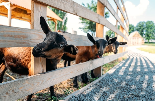 Cabras na fazenda cabras marrons em um abrigo de madeira olhando para a câmera os benefícios da cabra