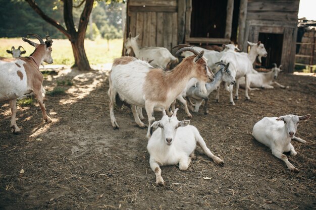 Cabras na fazenda de cabras