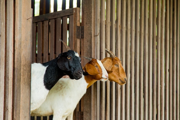 Cabras na fazenda na tailândia