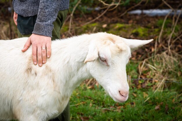 Cabras na grama ao ar livre A mão de um homem irreconhecível acaricia uma cabra Criação ecológica de cabras