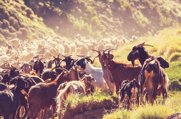 Cabras na grama