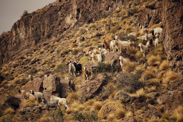 Foto cabras na montanha