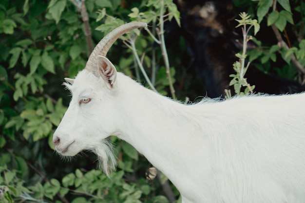 Cabras na natureza retrato de perfil de cabras uma cabeça de cabra com chifres brancos sobre fundo natural embaçado cabras brancas em um prado de uma fazenda de cabras cabra retrato de uma cabra em uma fazenda na aldeia