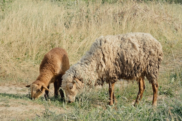 Cabras na natureza. Retrato do perfil de duas cabras. Uma cabeça de cabra com chifres branca em fundo natural desfocado. Cabras brancas em um prado de uma fazenda de cabras. Bode. Retrato de uma cabra em uma fazenda na aldeia