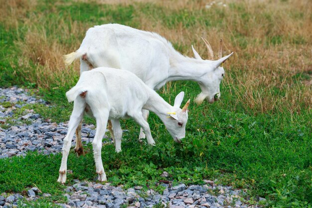 Cabras na quinta