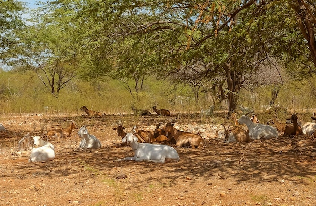 Cabras na região do Cariri com clima semiárido no bioma Caatinga brasileiro Paraíba Brasil