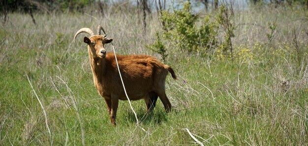 Cabras en la naturaleza animales de ganado en el pasto en primavera