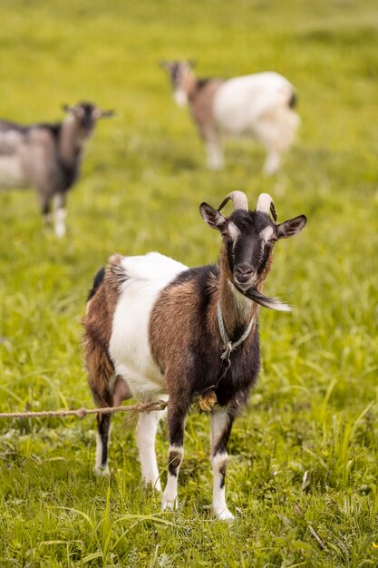 Cabras no campo de grama