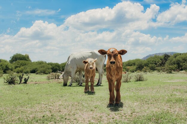 Foto cabras no campo gramado