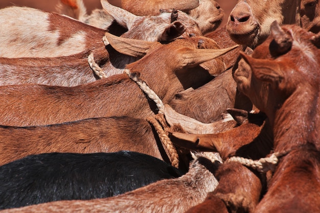 Cabras no mercado local na África, Moshi