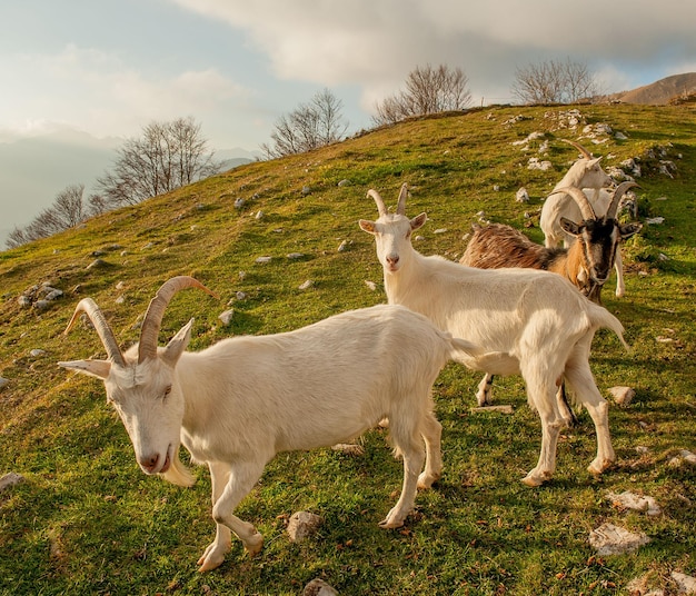 Cabras no pasto de alta montanha