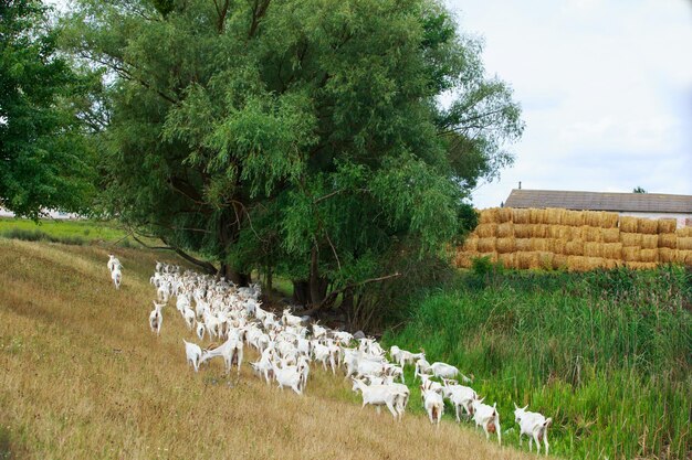 Cabras no prado