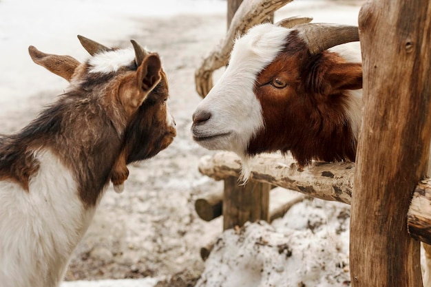 Cabras no zoológico de inverno do lado de fora Cabra fêmea e bebê Cara de cabra Cabra engraçada