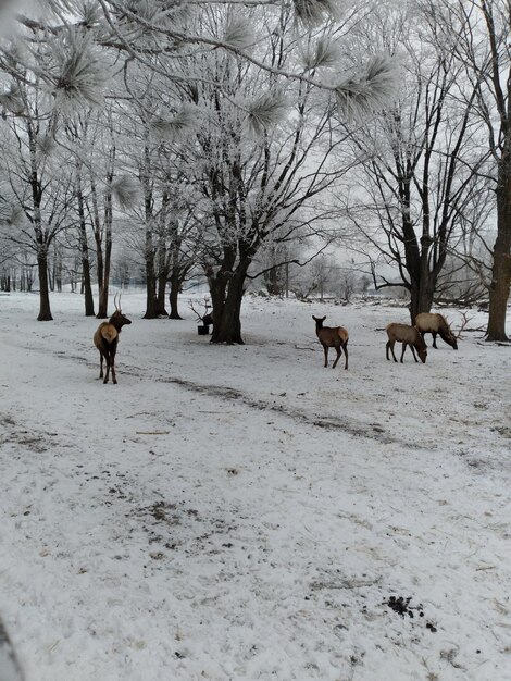 Foto cabras en un paisaje cubierto de nieve