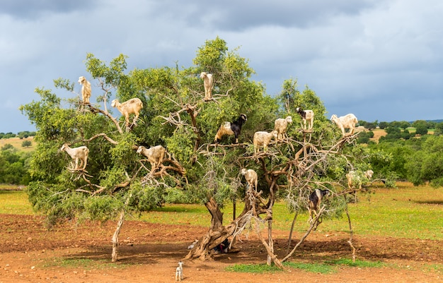 Cabras pastam em uma árvore de argan - marrocos, norte da áfrica