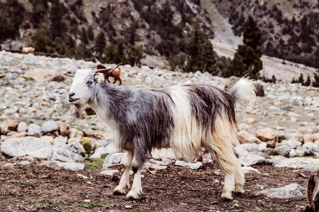 Cabras pastam no pasto Fairy Meadows Nanga Parbat Paisagem no meio das montanhas.