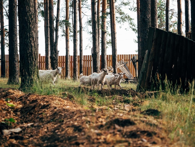 Las cabras pastan en el bosque entre los árboles.