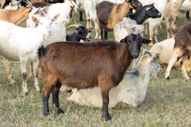 Las cabras pastan en la hierba verde en otoño