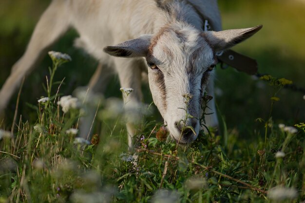 Las cabras pastan en los pastos Las cabras pastan al atardecer Las cabras domésticas pastan en un pasto