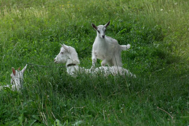 Las cabras pastan en un prado verde Cabra con un cabrito Familia de cabras contra el fondo de hierba verde Pasto de un ganado