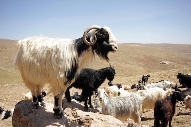 Cabras pastando na natureza