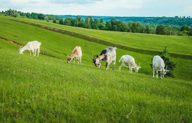 Cabras pastando no prado