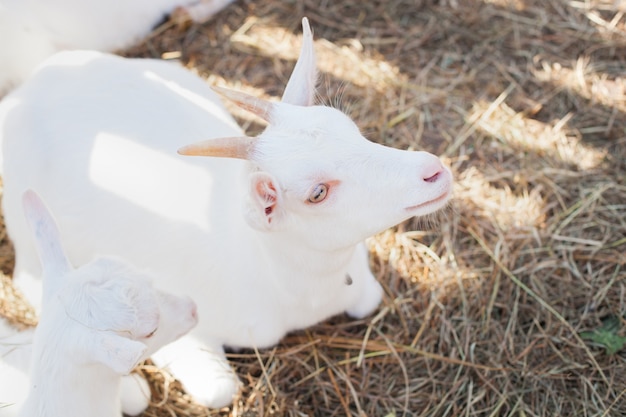 Cabras pastando pajar